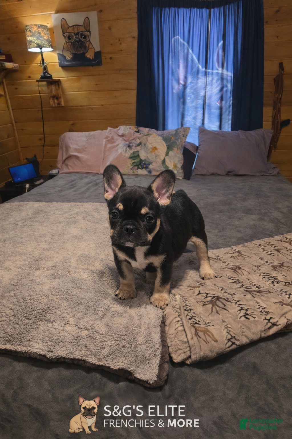 French Bulldog dogs Rolo - Ad 1