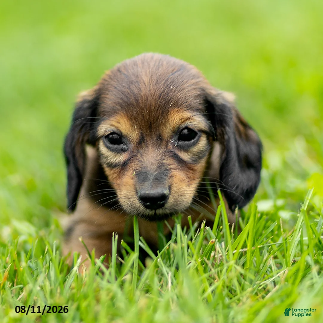 Miniature Dachshund dogs for sale: Bailey - Ad 4