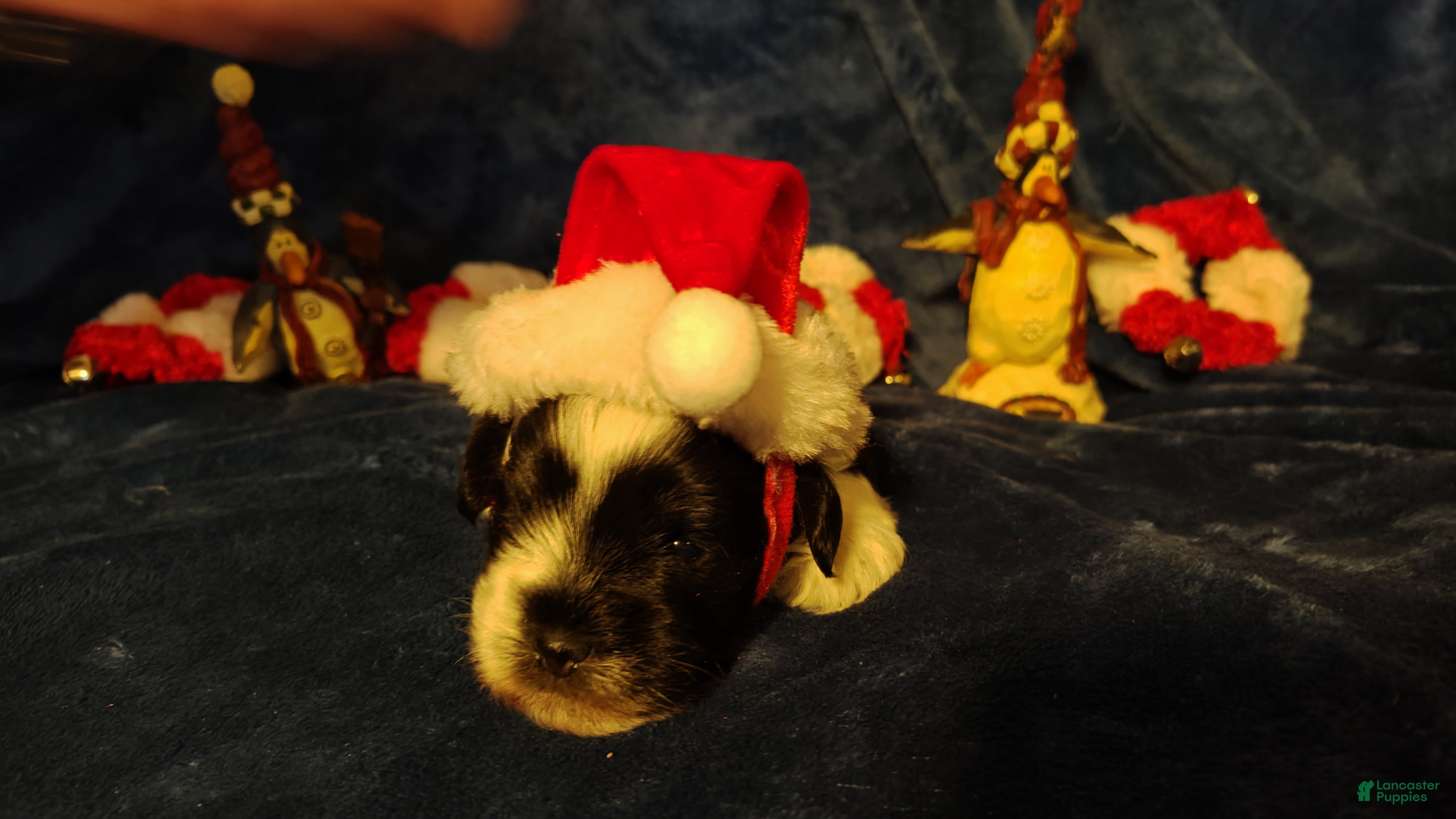 Miniature Schnauzer dogs Miniature Schnauzer Boy 2 - Ad 12