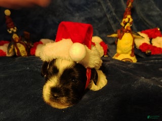 Miniature Schnauzer dogs Miniature Schnauzer Boy 2 - Ad 12