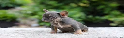 French Bulldog dogs for sale: Elsa - Ad 8