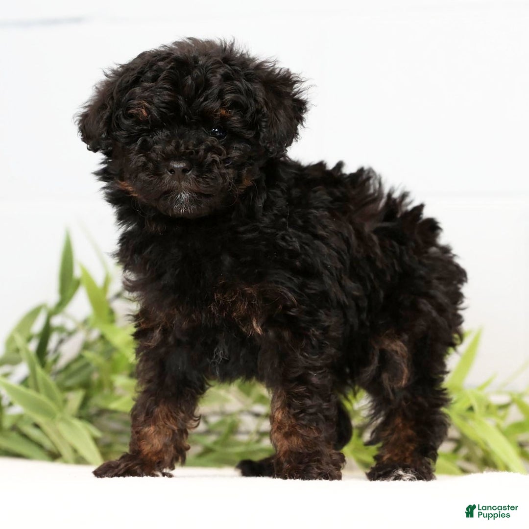 Toy Poodle dogs for sale: Lilly Toy - Ad 6