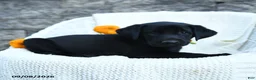 Labrador Retriever dogs for sale: Micah - Ad 5