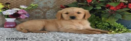 Golden Retriever dogs for sale: Gilbert - Ad 4