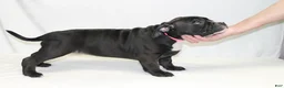 American Bully dogs for sale: American Bully pink - Ad 3
