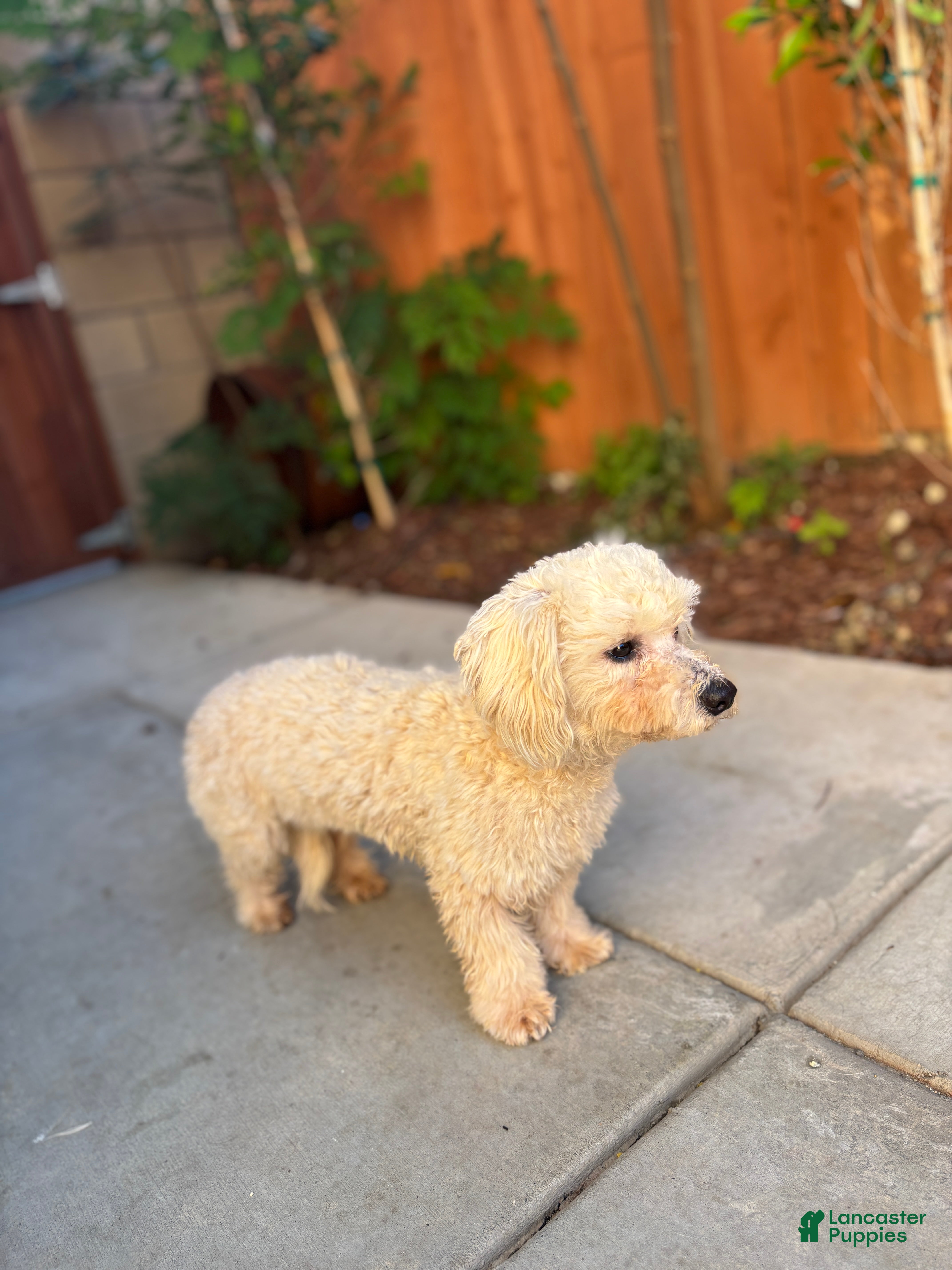 Miniature Poodle dogs Bell - Ad 8