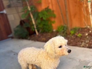 Miniature Poodle dogs Bell - Ad 41