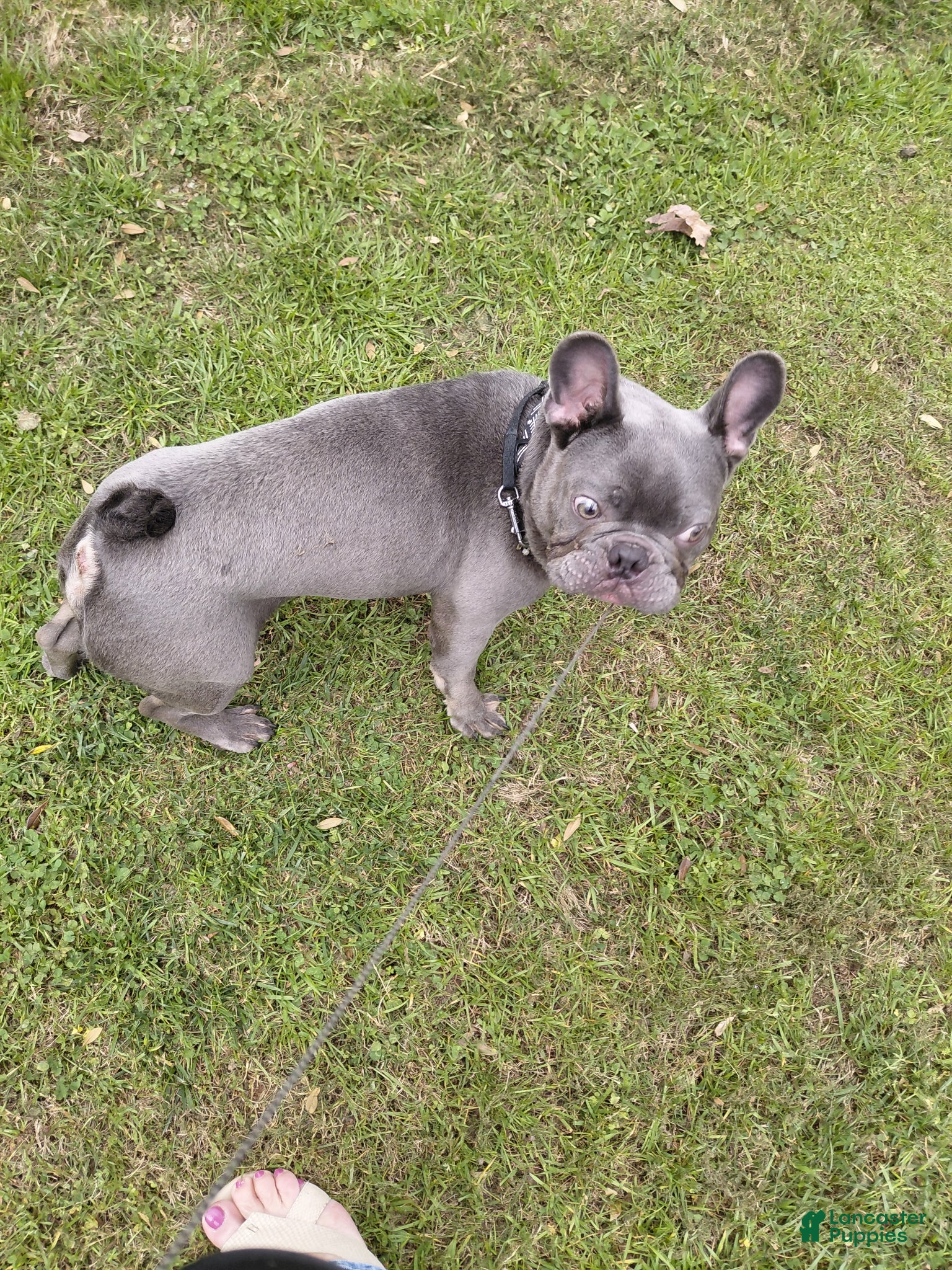 French Bulldog dogs French Bulldog Puppy 1 - Ad 1
