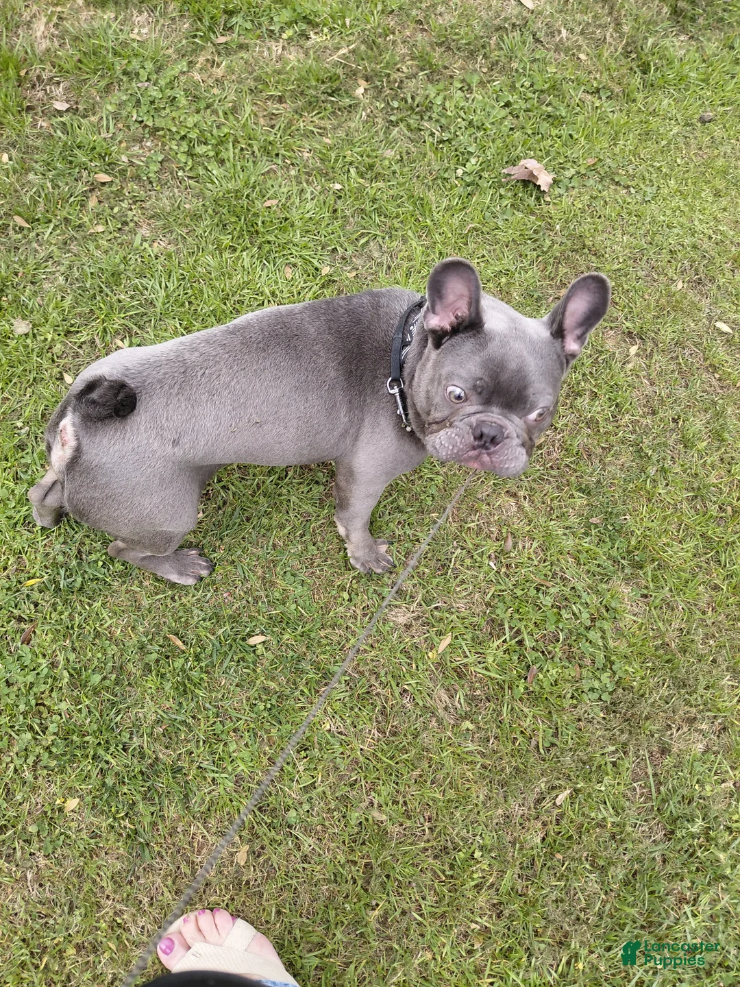 French Bulldog dogs for sale: French Bulldog Puppy 1 - Ad 1