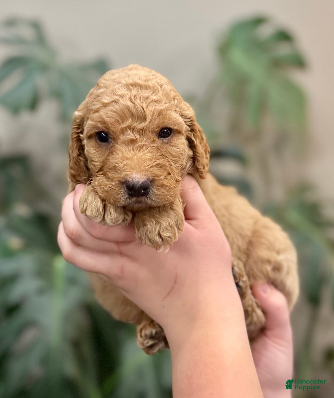 Goldendoodle dogs for sale: Lucas  - Ad 2
