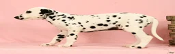 Dalmatian dogs for sale: Roscoe - Ad 4