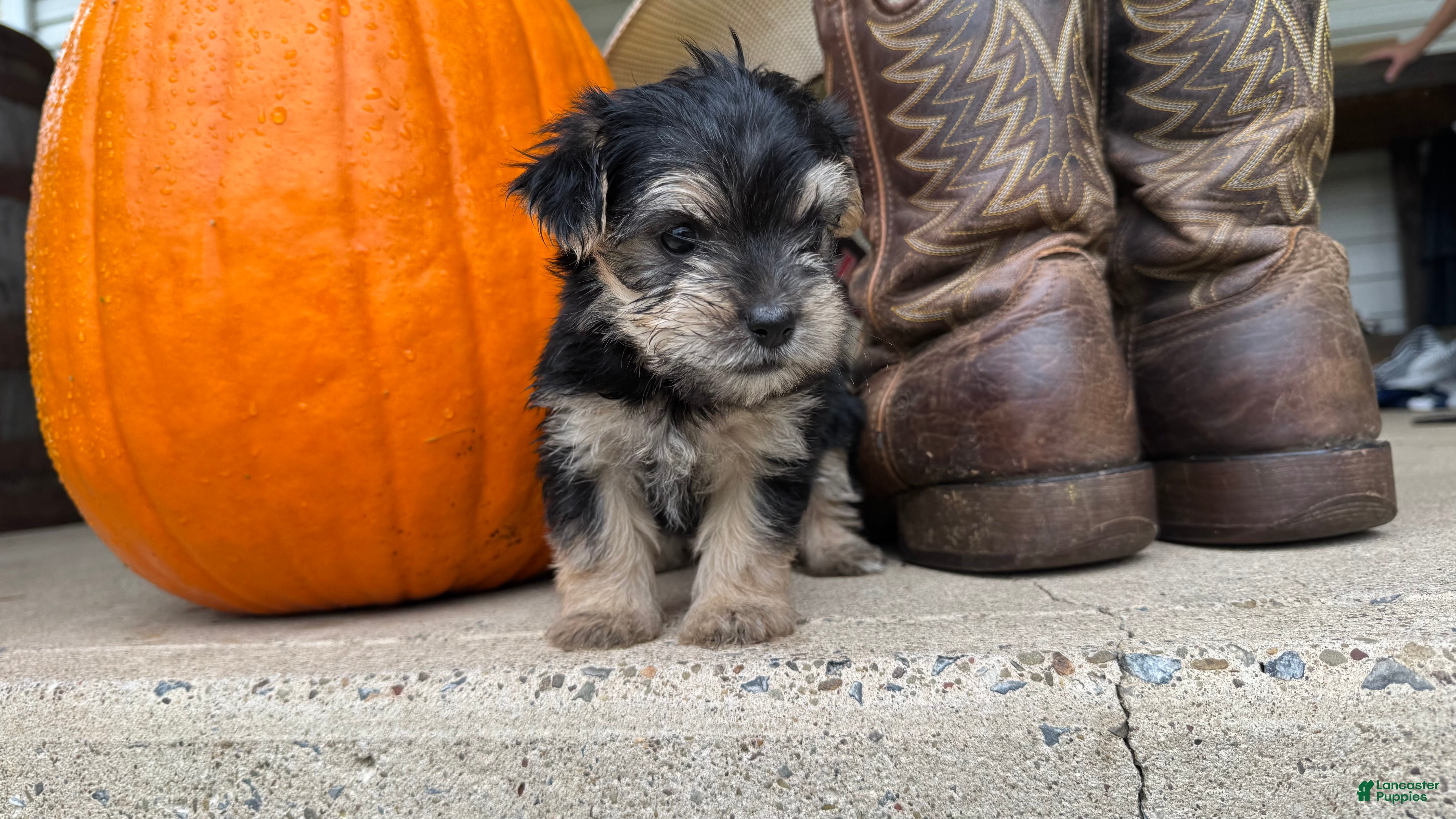 Morkie dogs Ivy - Ad 41