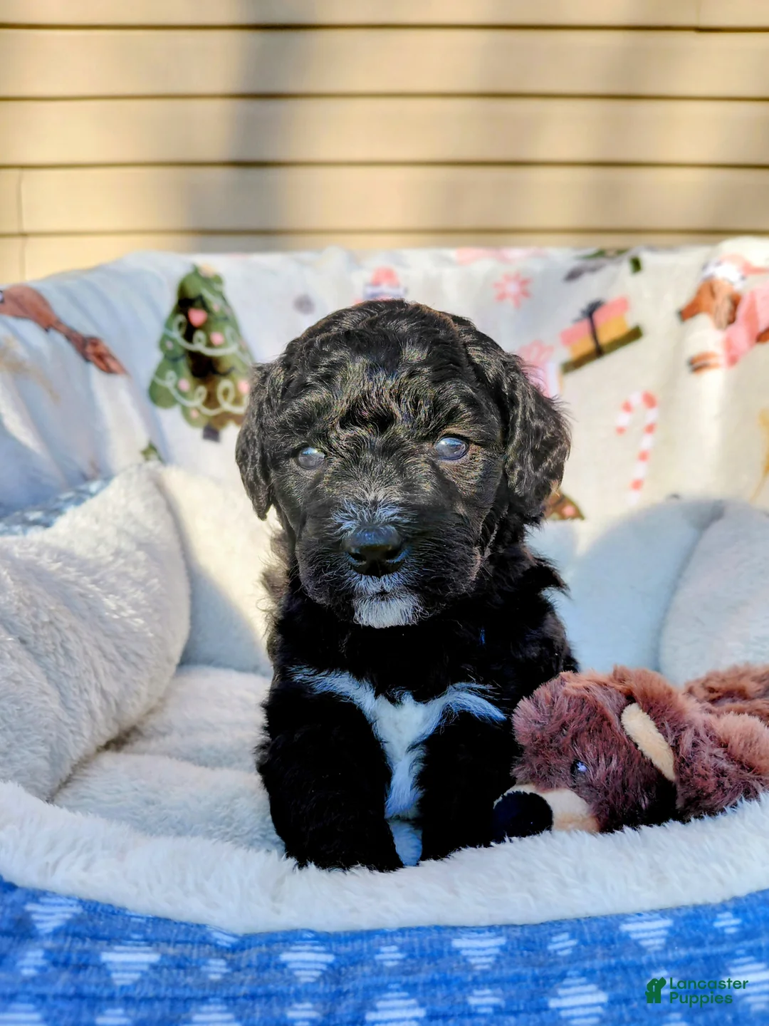 Mini Goldendoodle dogs for sale: Mini Goldendoodle Puppy CHELSEA - Ad 2