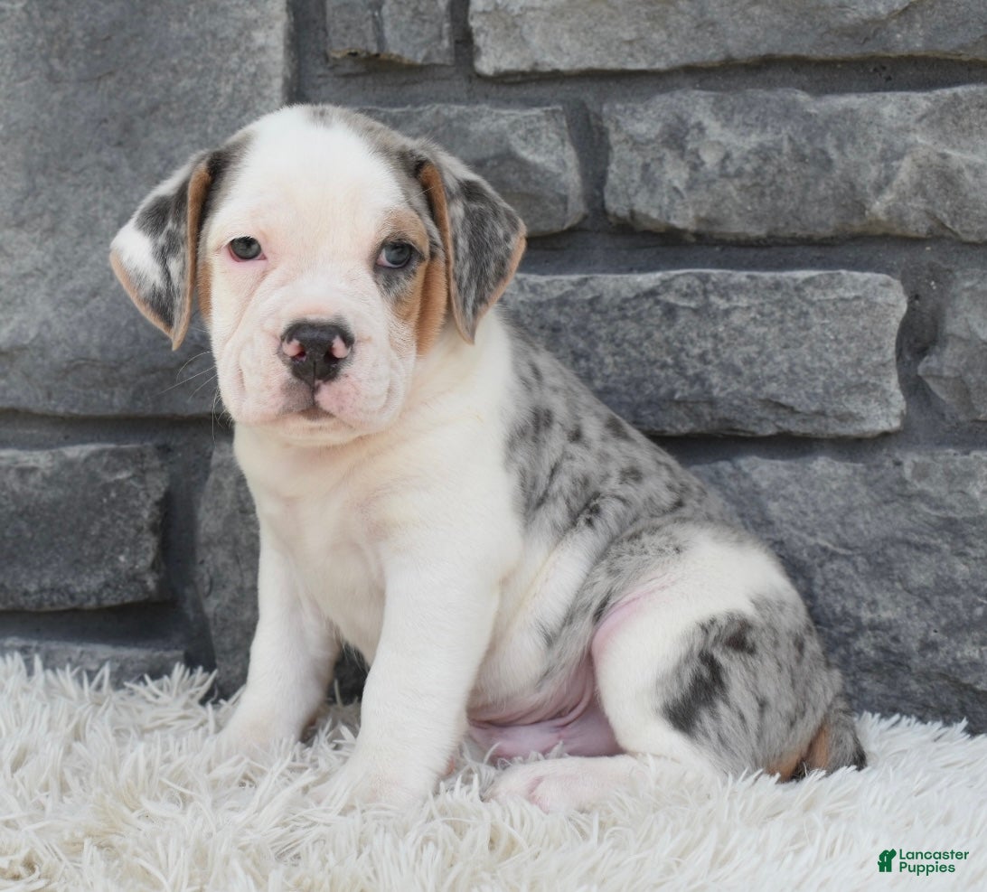 Beabull dogs Alex - Ad 2