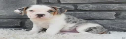 Beabull dogs for sale: Alex - Ad 2