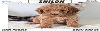 Shiloh
