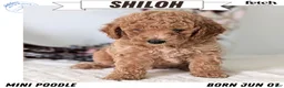 Miniature Poodle dogs for sale: Shiloh - Ad 1