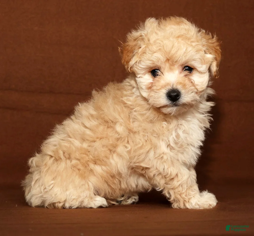 Bichpoo dogs for sale: Bailey - Ad 7