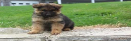 German Shepherd dogs for sale: Elvis - Ad 6