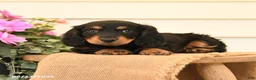 Dachshund dogs for sale: Twila - Ad 3