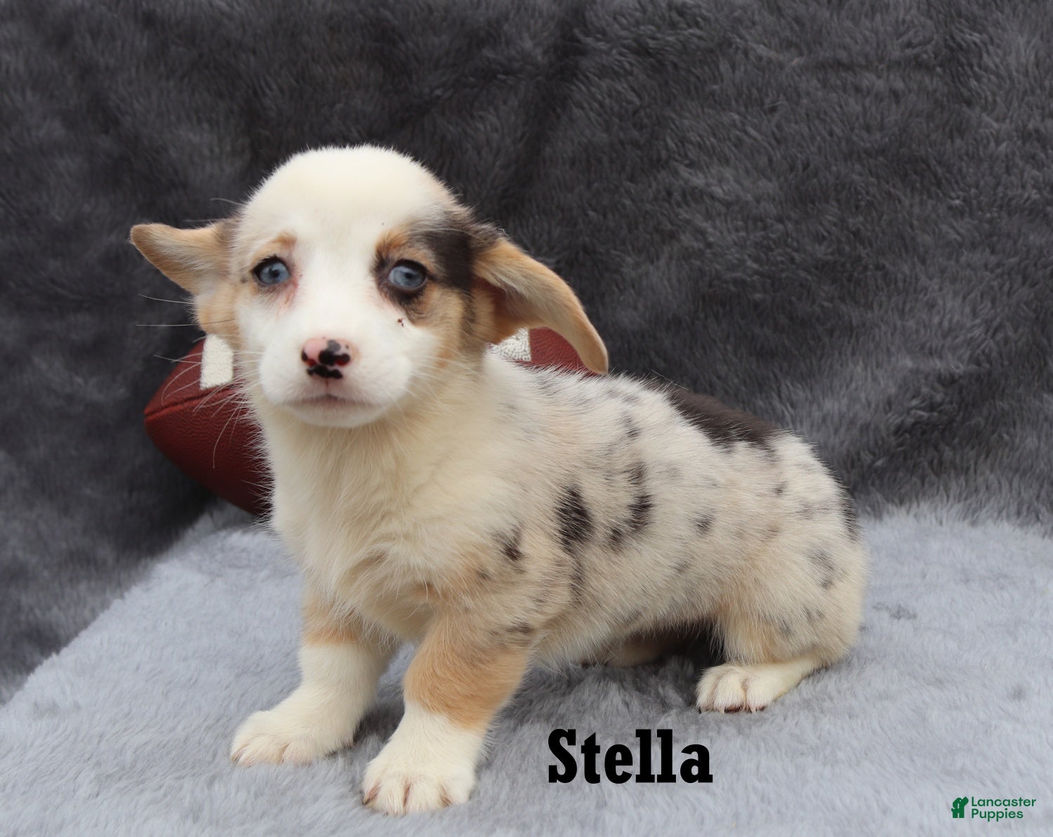 Welsh Corgi Pembroke dogs Stella - Ad 1
