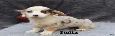 Stella