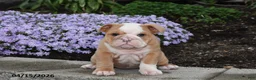 English Bulldog dogs for sale: Dovey - Ad 5