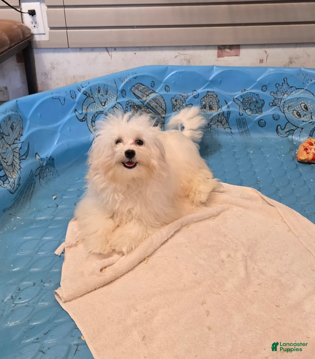 Mixed Breed dogs for sale: Sissy - Ad 5