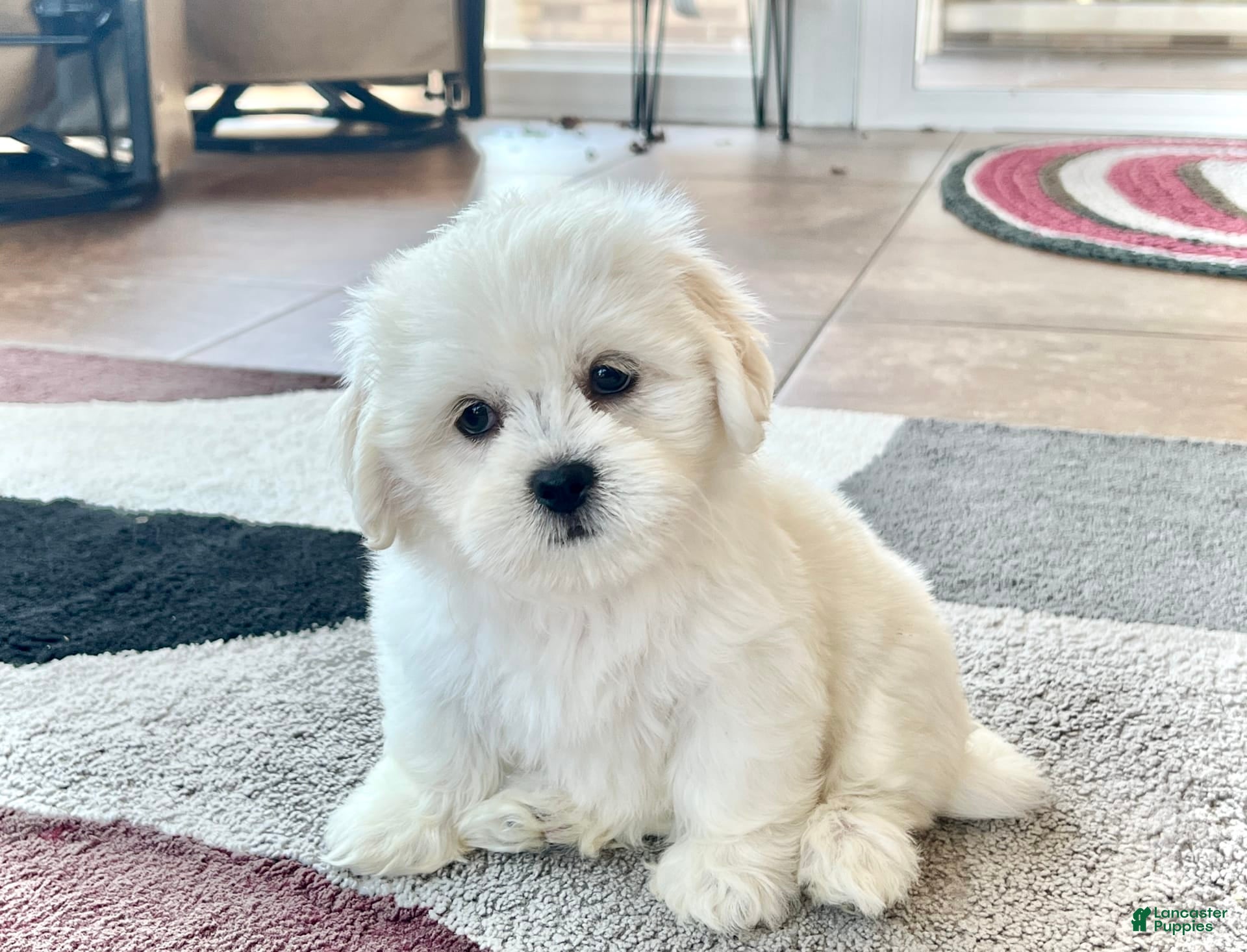 Lhasa Apso dogs Princess - Ad 2