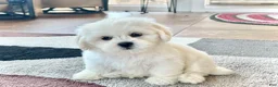 Lhasa Apso dogs for sale: Princess - Ad 2
