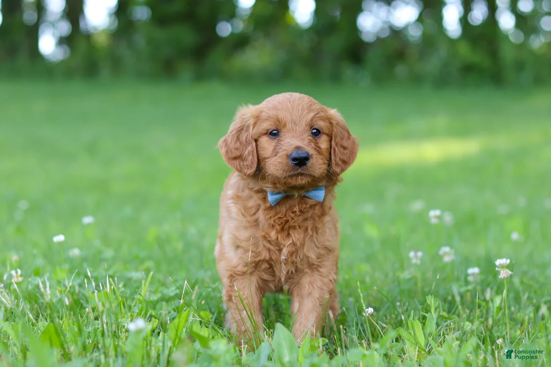 Goldendoodle dogs for sale: Champ - Ad 2