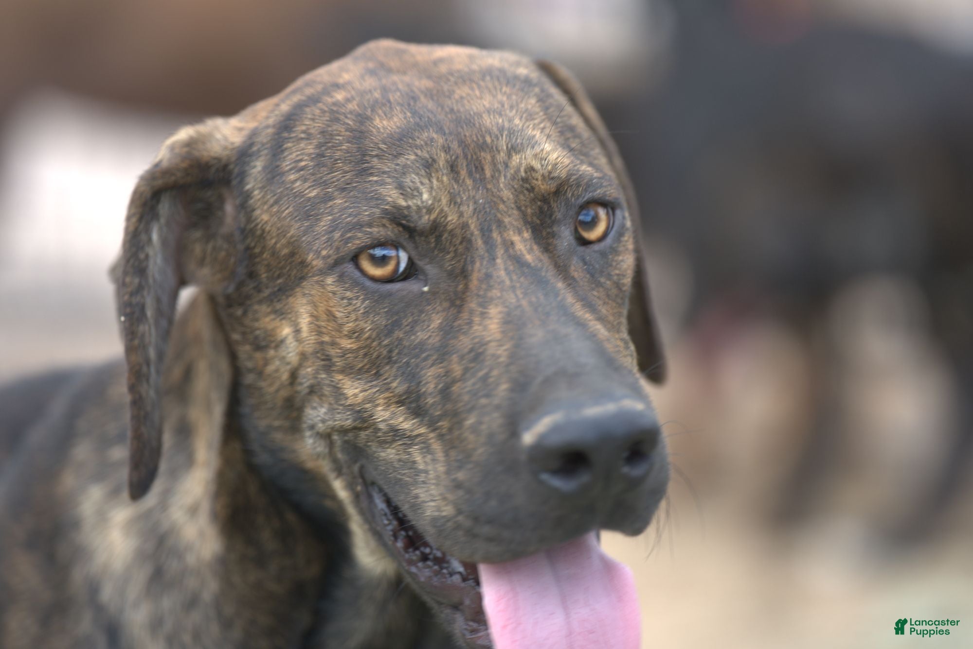 Brindle dog Mixed Breed Puppies for sale Lancaster Puppies