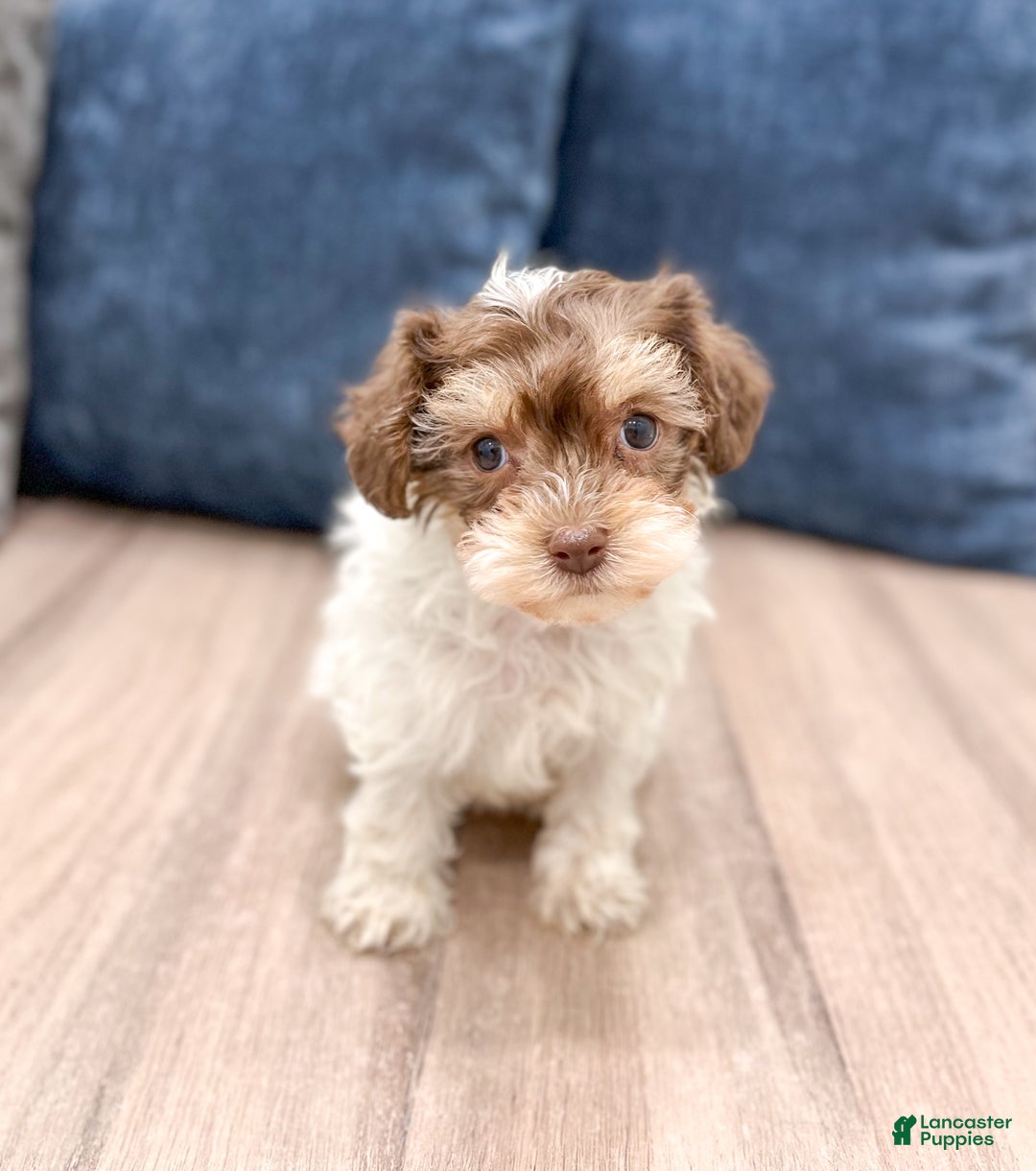Yorkiepoo dogs for sale: Cocoa - Ad 2