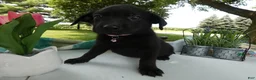 Sheprador dogs for sale: Sheprador 11 Monica - Ad 4