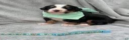 Bernese Mountain Dog dogs for sale: Berner bunch - Ad 12