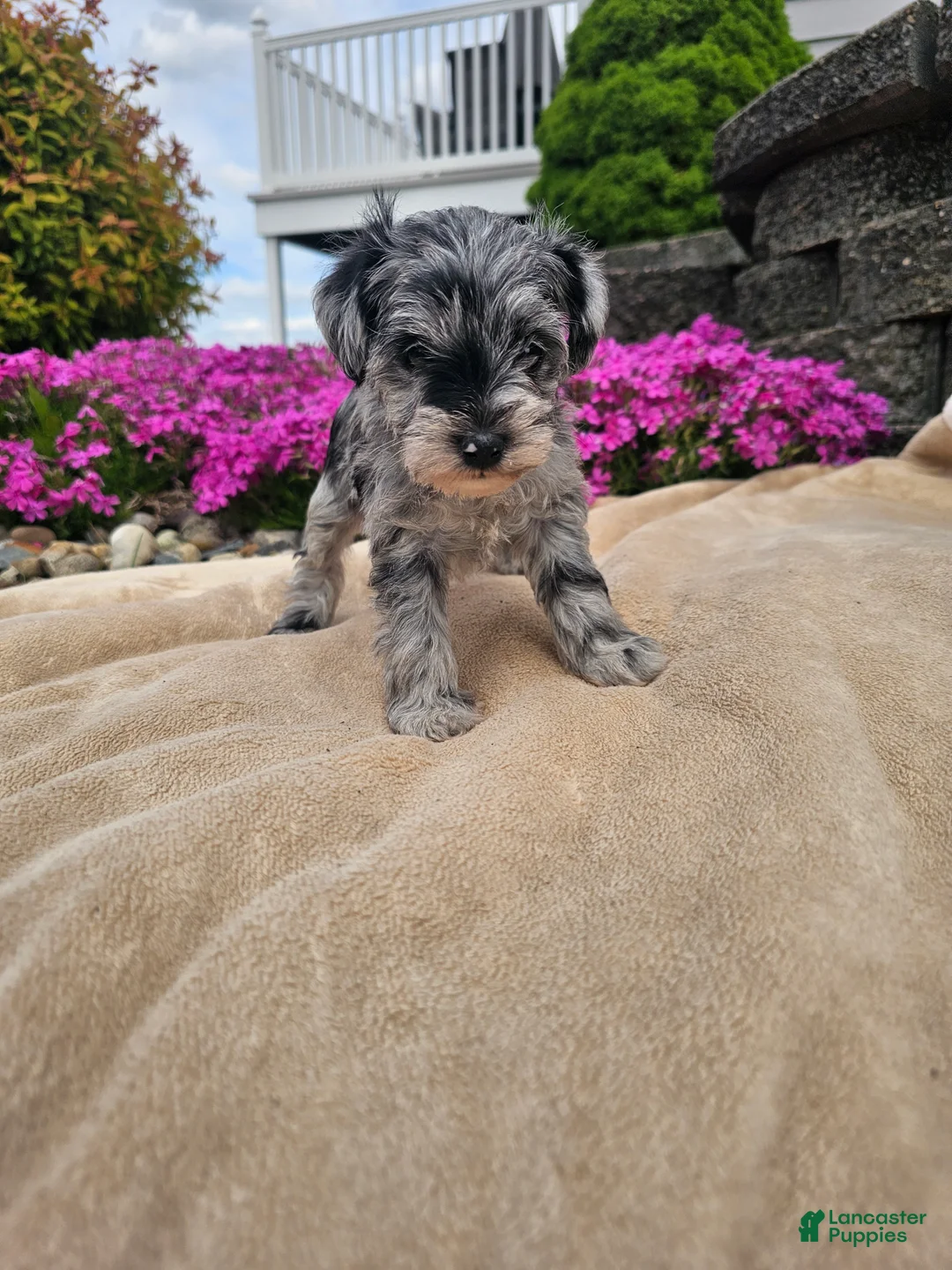 Miniature Schnauzer dogs for sale: Sandi - Ad 8