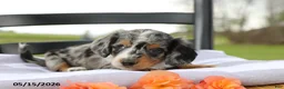 Miniature Dachshund dogs for sale: Cosmo - Ad 2