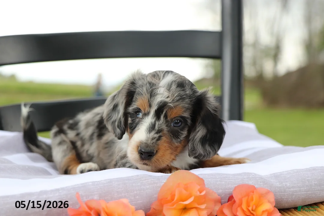 Miniature Dachshund dogs for sale: Cosmo - Ad 2