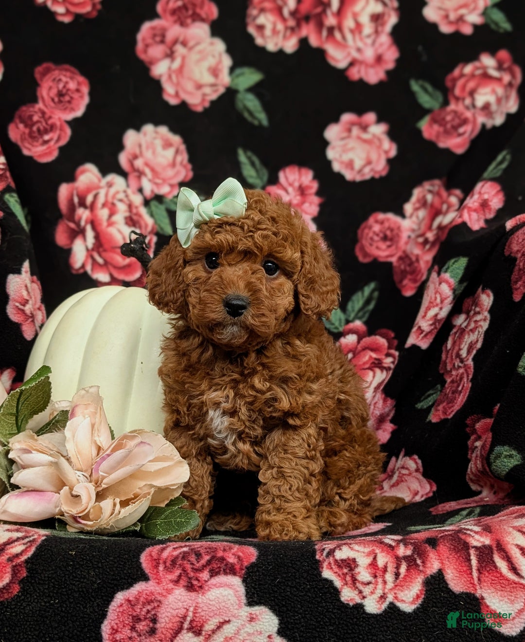 Miniature Poodle dogs for sale: Whitley - Ad 1