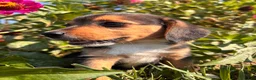 Beagle dogs for sale: Duke - Ad 6