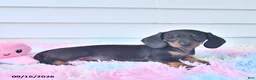 Miniature Dachshund dogs for sale: Fable - Ad 3