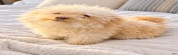 Maltipoo dogs for sale: Meet Coco — Adorable Maltipoo Puppy - Ad 4