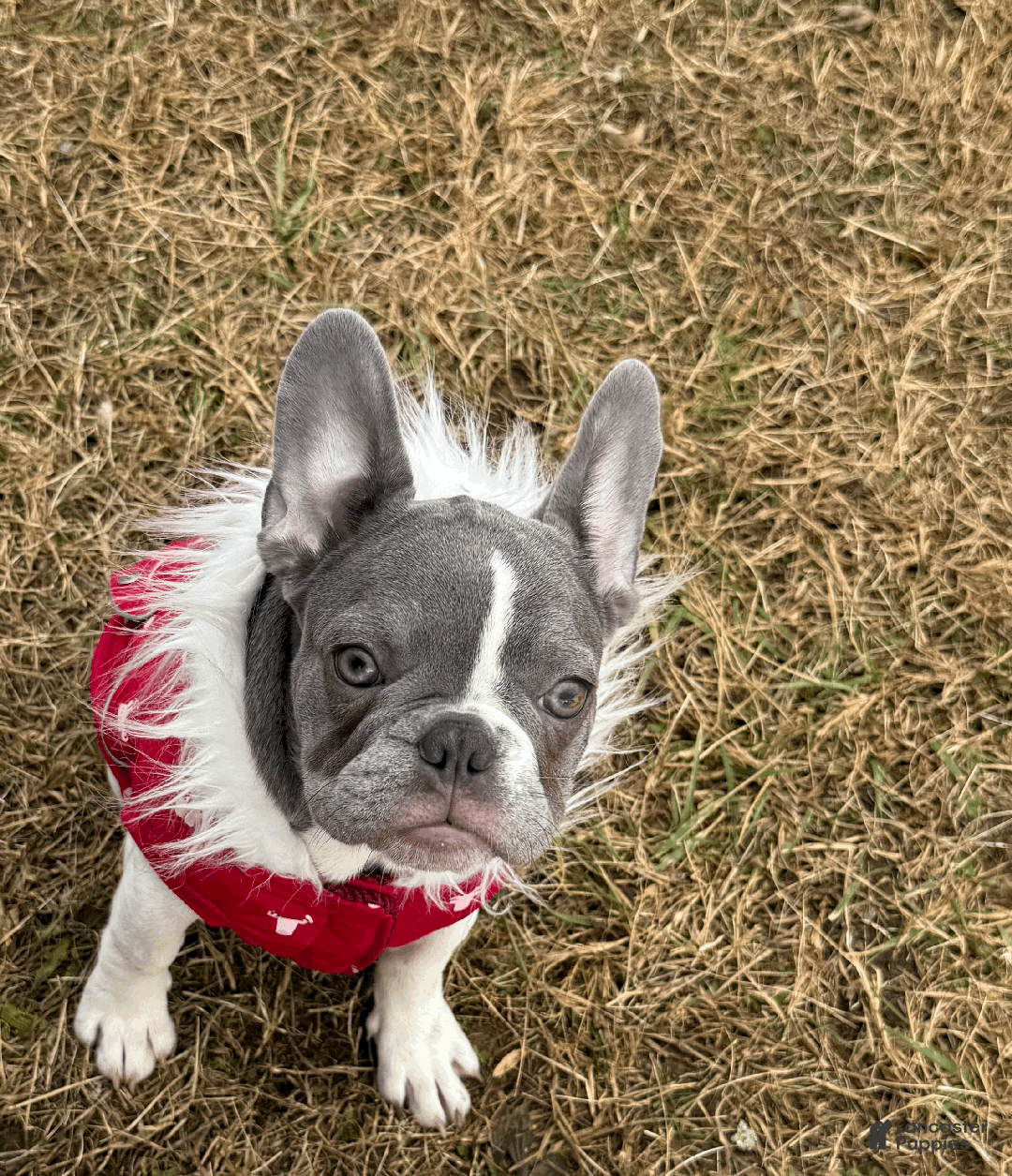 French Bulldog dogs for sale: PUA - Ad 5