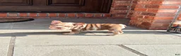 French Bulldog dogs for sale: Rojo big rope girl  - Ad 2