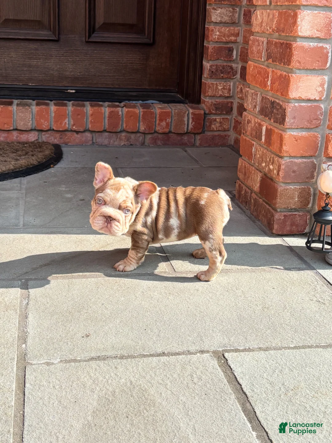 French Bulldog dogs for sale: Rojo big rope girl  - Ad 2