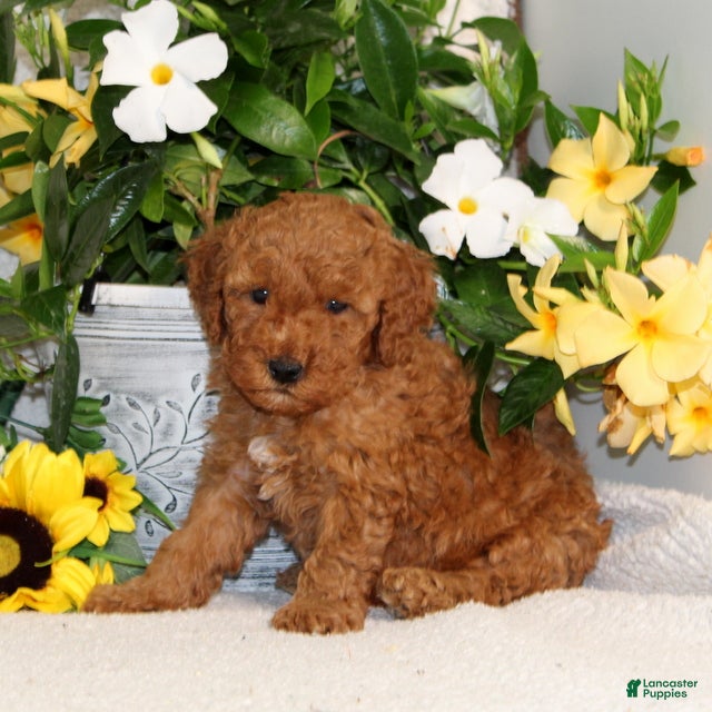 Mini Goldendoodle dogs Vlad - Ad 2