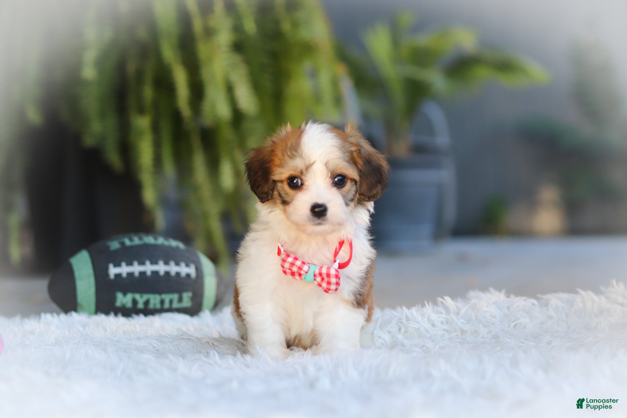 Cavachon dogs Scout - Ad 2