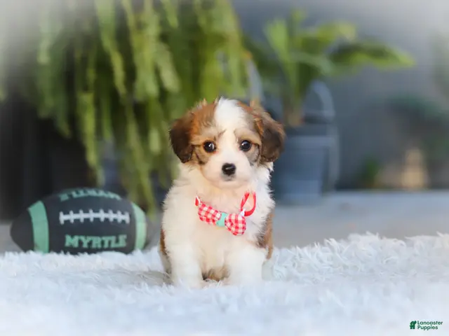 Cavachon dogs for sale: Scout - Ad 2