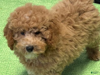 Mini Goldendoodle dogs Sunny - Ad 11
