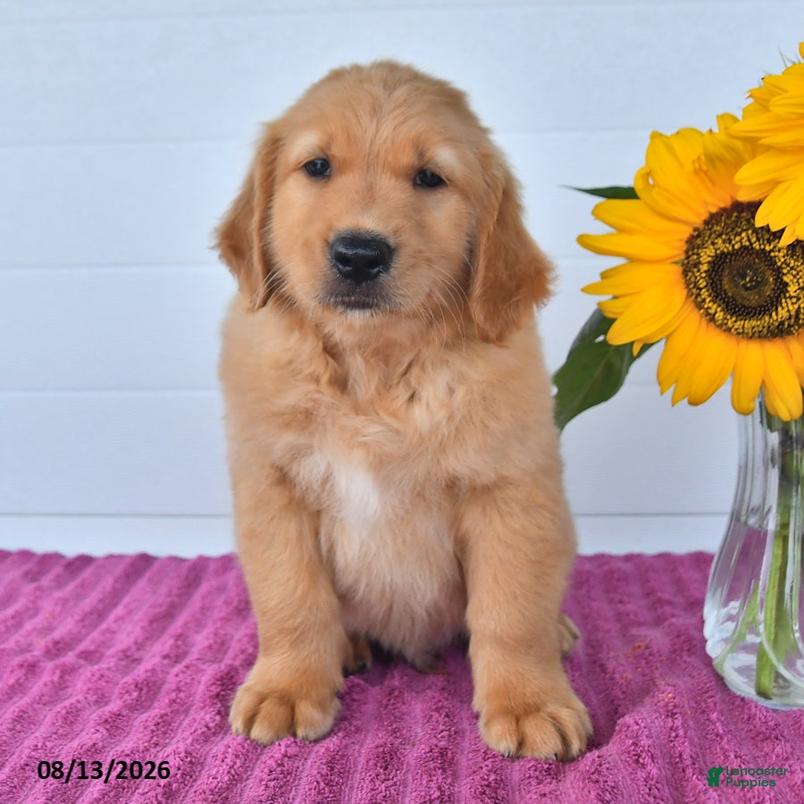 Golden Retriever dogs Chestnut - Ad 1
